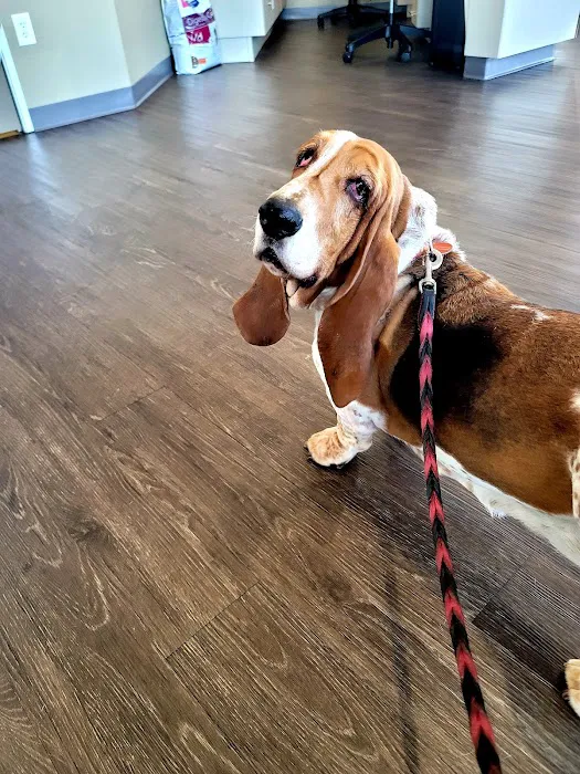 Copper Mountain Animal Hospital Picture 4