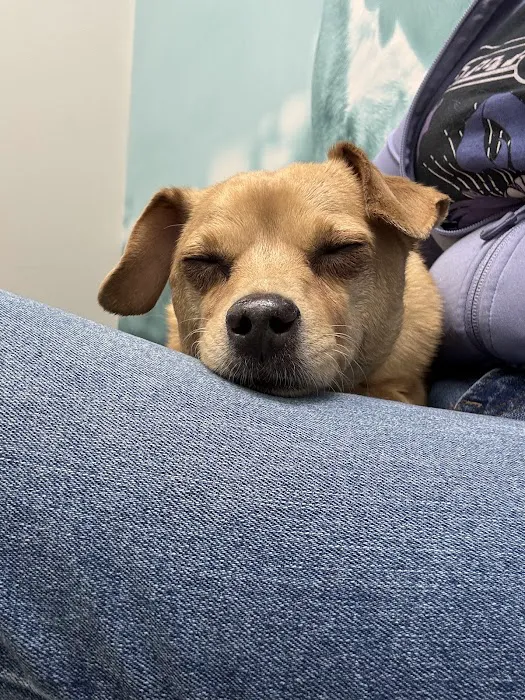 CityVet | Chandler Veterinary & Urgent Care Picture 3