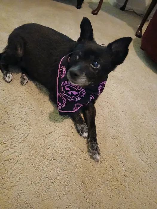 CityVet | Chandler Veterinary & Urgent Care Picture 2
