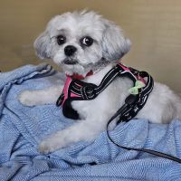 CityVet | Chandler Veterinary & Urgent Care ico