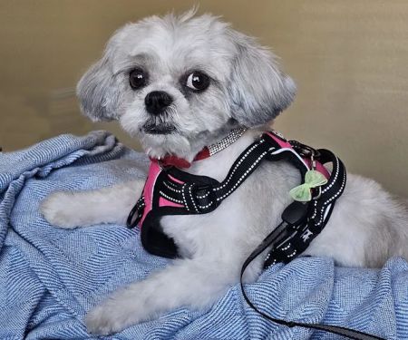CityVet | Chandler Veterinary & Urgent Care