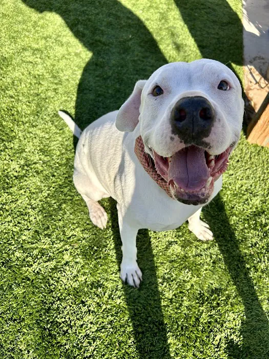 CityVet | Chandler Veterinary & Urgent Care Picture 4