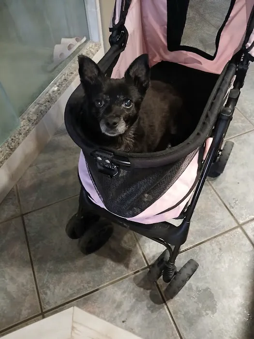 CityVet | Chandler Veterinary & Urgent Care Picture 7