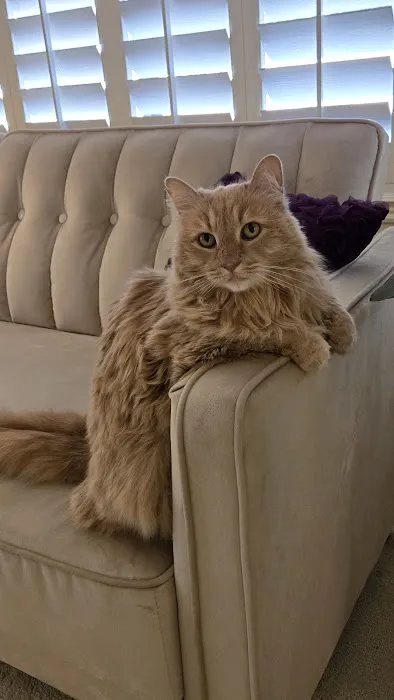 CityVet | Chandler Veterinary & Urgent Care Picture 5