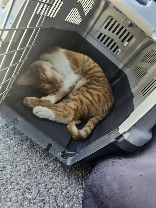 CityVet | Chandler Veterinary & Urgent Care Picture 8