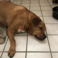 Banfield Pet Hospital ico