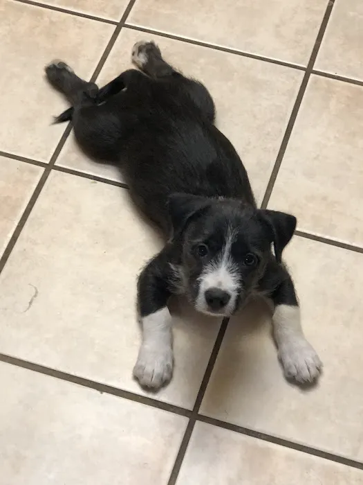Banfield Pet Hospital Picture 5