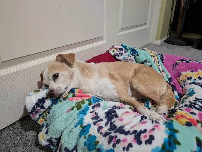 VCA Animal Hospitals Urgent Care - Chandler Picture 4