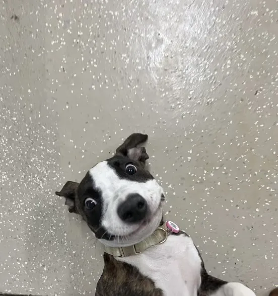 VCA Animal Hospitals Urgent Care - Chandler Picture 6