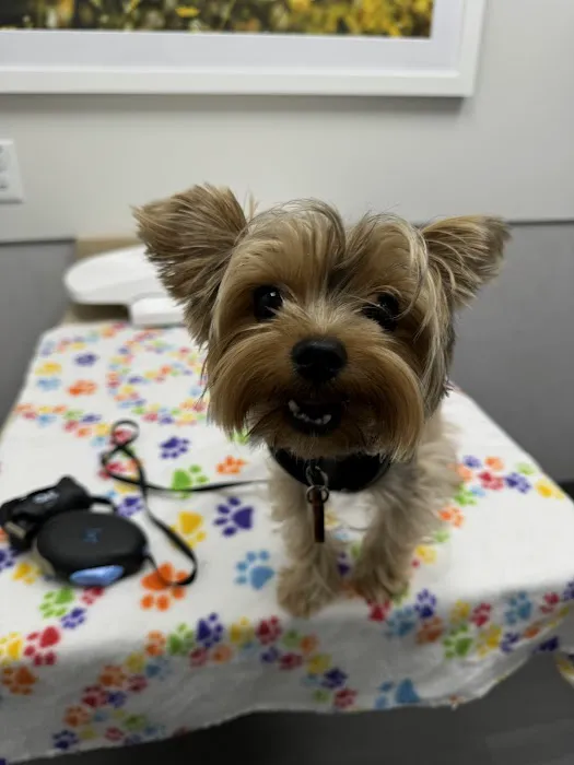 VCA Animal Hospitals Urgent Care - Chandler Picture 5