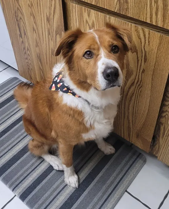 VCA Animal Hospitals Urgent Care - Chandler Picture 2