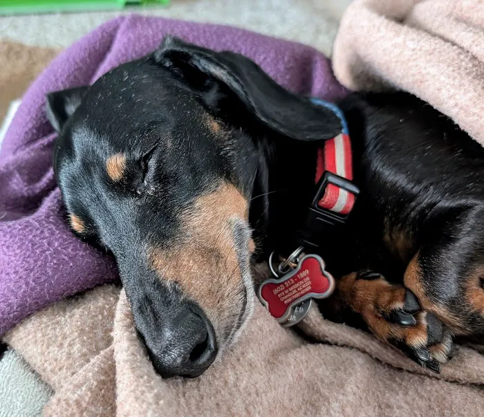 VCA Animal Hospitals Urgent Care - Chandler Picture 7