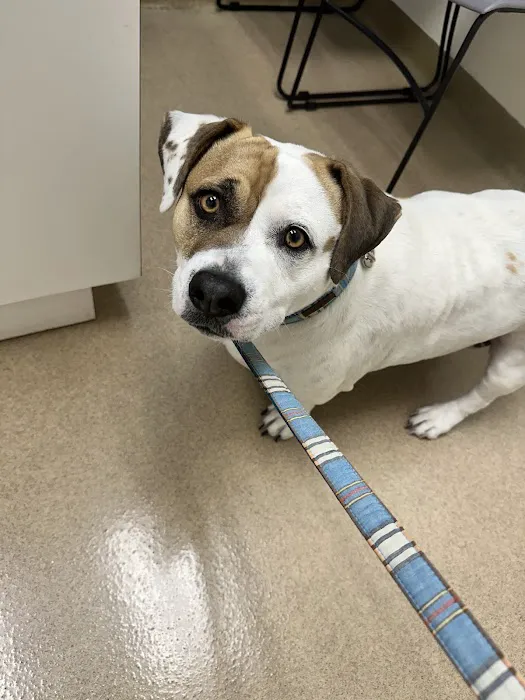 Crossroads Veterinary Hospital Picture 1