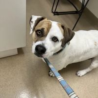 Crossroads Veterinary Hospital ico