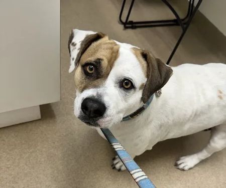 Crossroads Veterinary Hospital