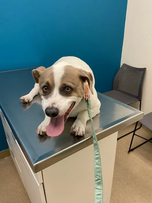 Crossroads Veterinary Hospital Picture 5
