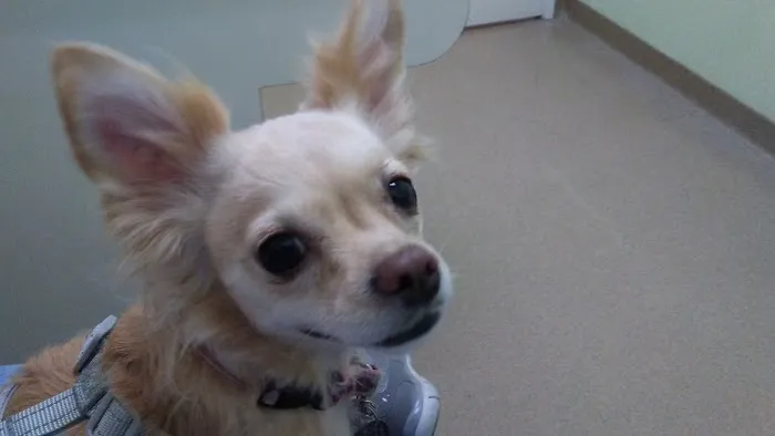 Crossroads Veterinary Hospital Picture 6