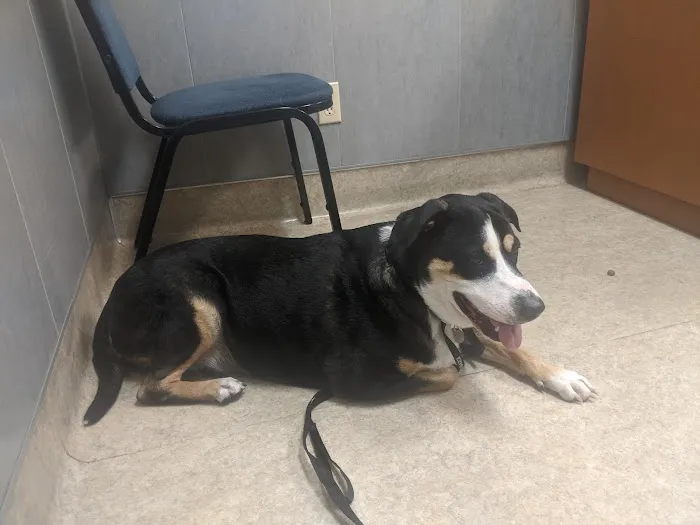 Ahwatukee Commons Veterinary Hospital Picture 2
