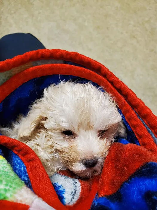 Ahwatukee Commons Veterinary Hospital Picture 4