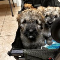Kennel Care Veterinary Hospital ico