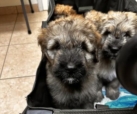 Kennel Care Veterinary Hospital