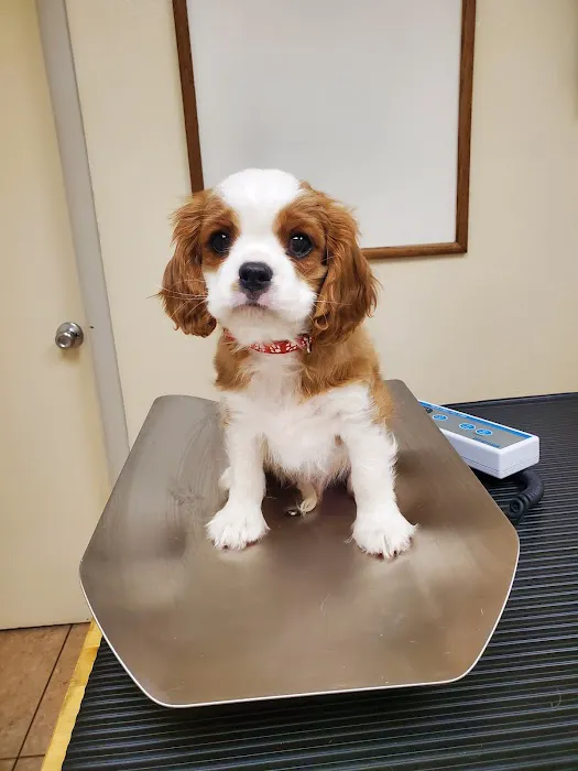 Kennel Care Veterinary Hospital Picture 4