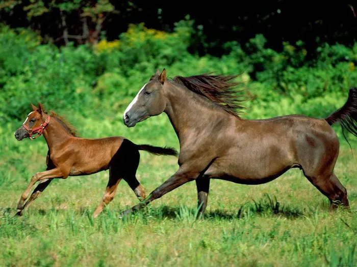 East Valley Equine Practitioners Picture 2