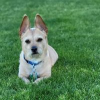 Great Hearts Animal Hospital of Chandler ico