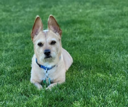 Great Hearts Animal Hospital of Chandler