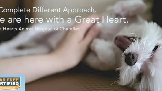 Great Hearts Animal Hospital of Chandler Picture 2