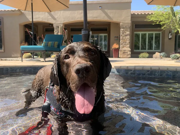 Great Hearts Animal Hospital of Chandler Picture 10