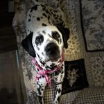 Vetco Vaccination Clinic