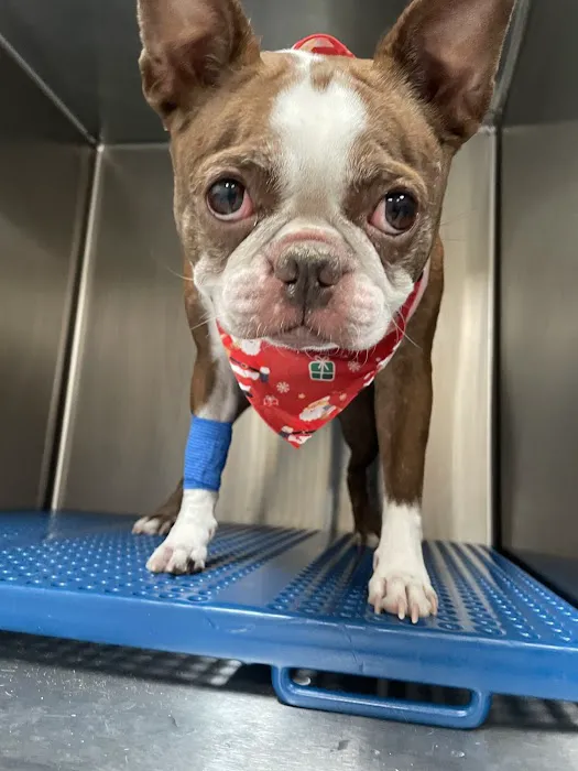 Dignity Veterinary Hospital and Mobile Services Picture 2