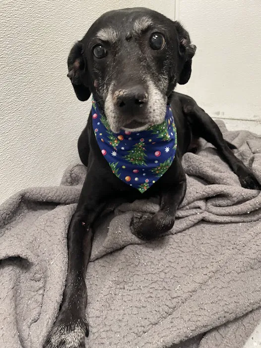 Dignity Veterinary Hospital and Mobile Services Picture 5