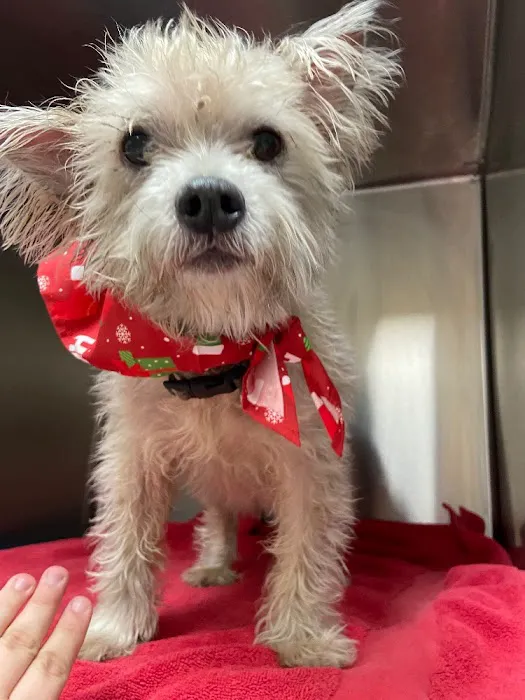 Dignity Veterinary Hospital and Mobile Services Picture 8