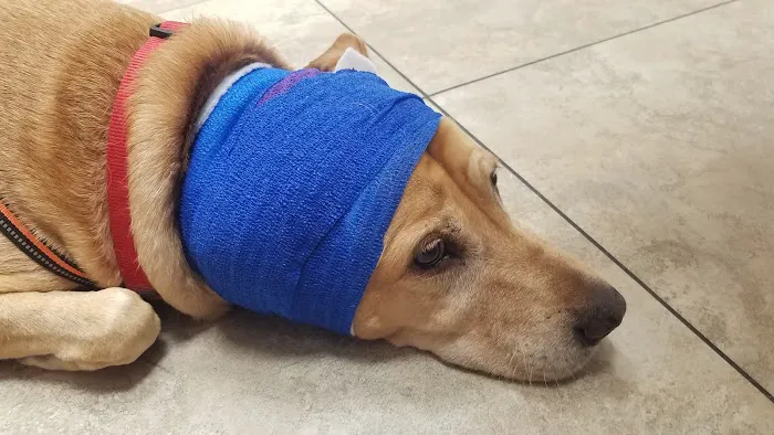 VCA Apache Junction Animal Hospital Picture 1