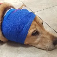 VCA Apache Junction Animal Hospital ico