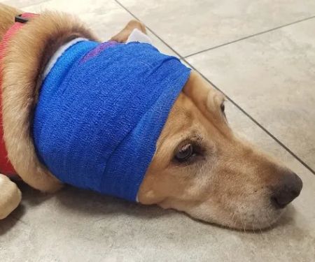 VCA Apache Junction Animal Hospital