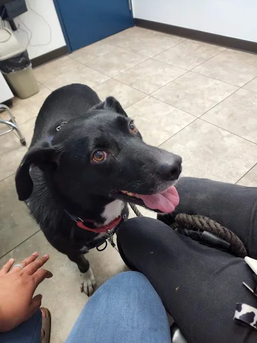 VCA Apache Junction Animal Hospital Picture 2