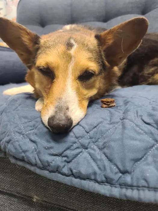 VCA Apache Junction Animal Hospital Picture 8