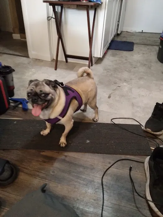 VCA Apache Junction Animal Hospital Picture 7