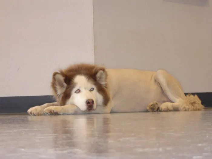 VCA Apache Junction Animal Hospital Picture 9