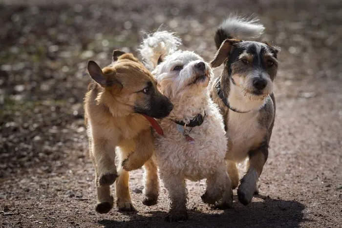 Arizona Spay & Neuter Clinic - Mesa (formerly Agape Animal Clinic) Picture 5