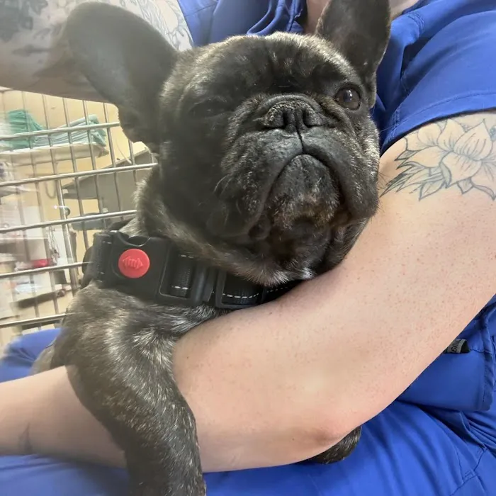 Arizona Spay & Neuter Clinic - Mesa (formerly Agape Animal Clinic) Picture 8