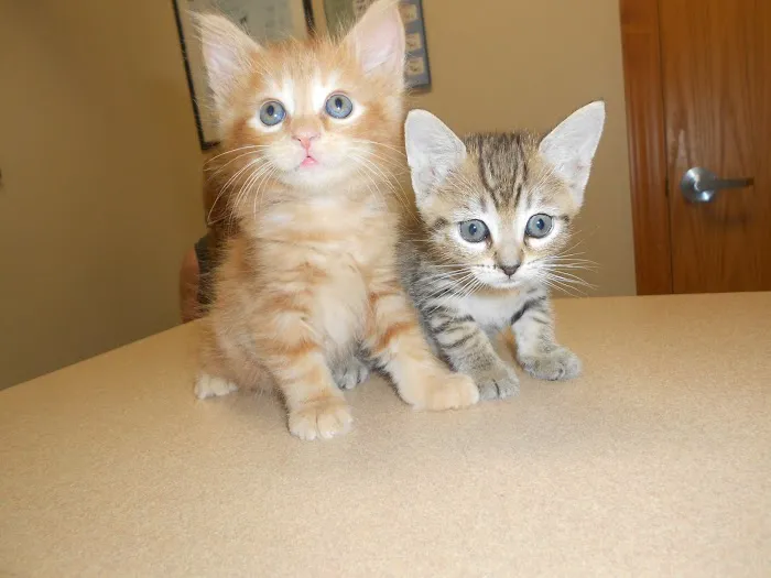 Arizona Spay & Neuter Clinic - Mesa (formerly Agape Animal Clinic) Picture 10
