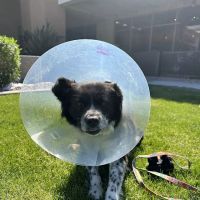 Dr. Kelly's Surgical Unit - East Mesa ico