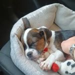 Banfield Pet Hospital