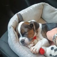 Banfield Pet Hospital ico