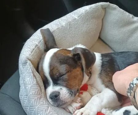 Banfield Pet Hospital