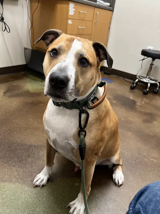 Augusta Ranch Animal Hospital Picture 6